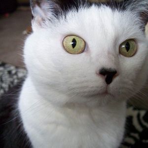 Meet your Posher, Frances